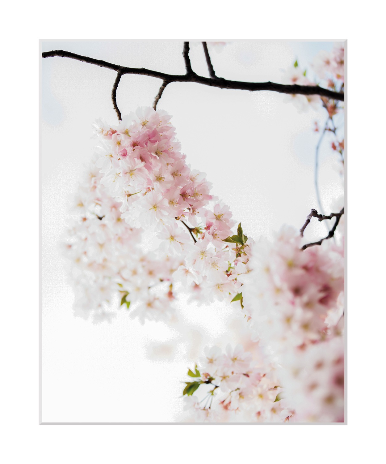 queence Bild »Lilly«, Blumen, Blumen, gerahmt günstig online kaufen