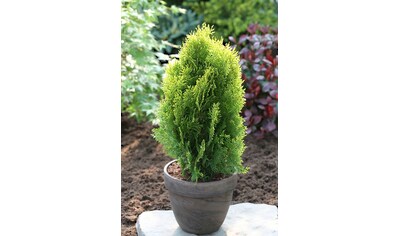 BCM Hecken »Lebensbaum 'Aurea Nana'«, (10 St.), Höhe: 15 cm, 10 Pflanzen kaufen