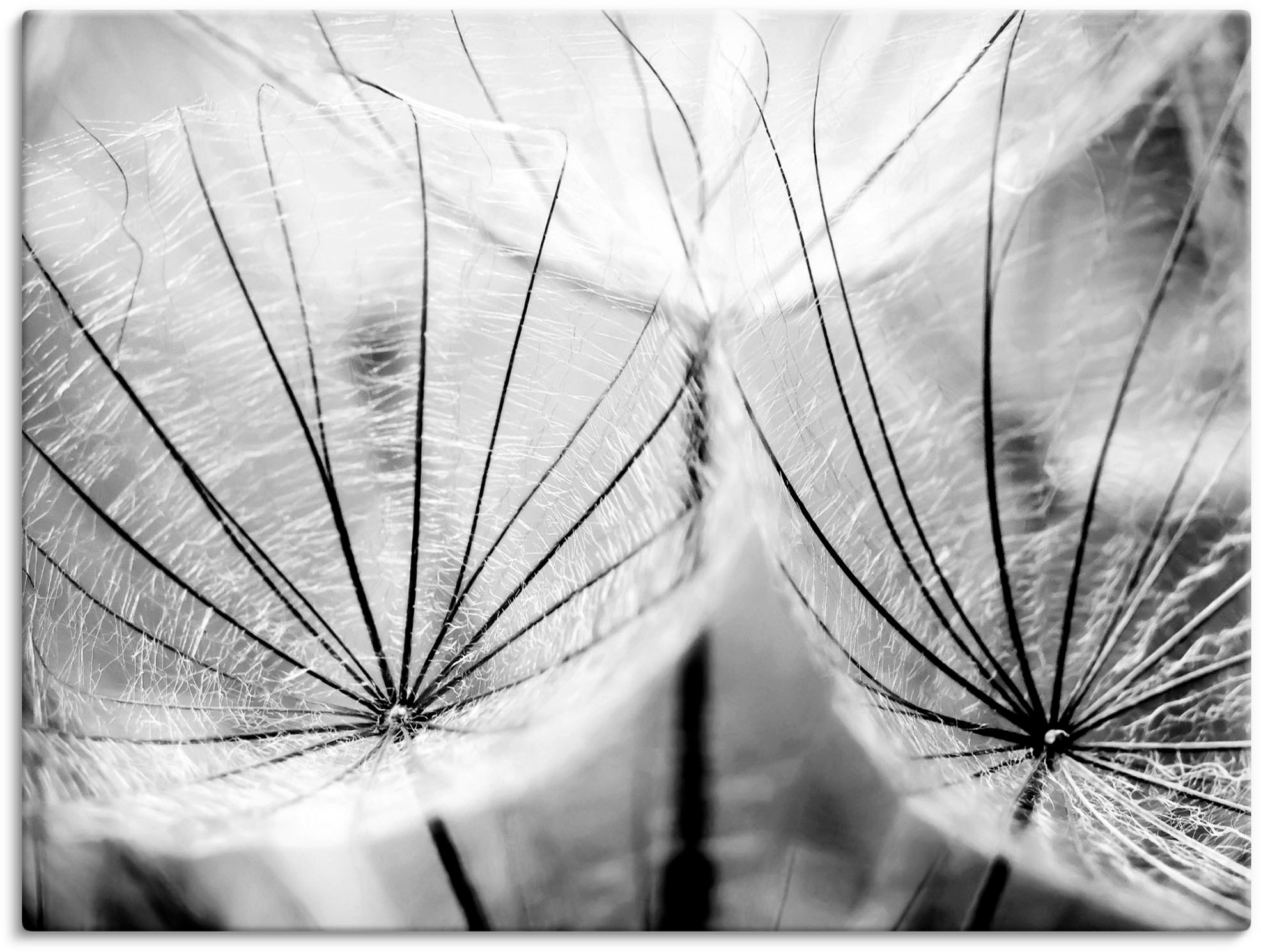 Artland Wandbild »Pusteblume in schwarzweiß« Blumen 1 Stk. tlg. als Alubild günstig online kaufen