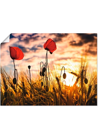 Artland Wandbild »Mohnblumen im Sonnenuntergang«, Blumen, (1 St.), in vielen Größen &... kaufen