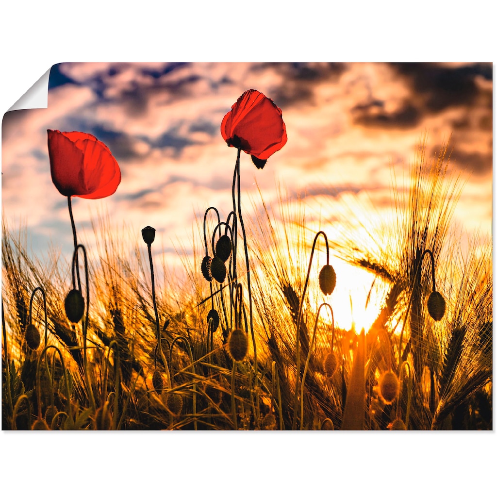 Artland Wandbild »Mohnblumen im Sonnenuntergang«, Blumen, (1 St.)