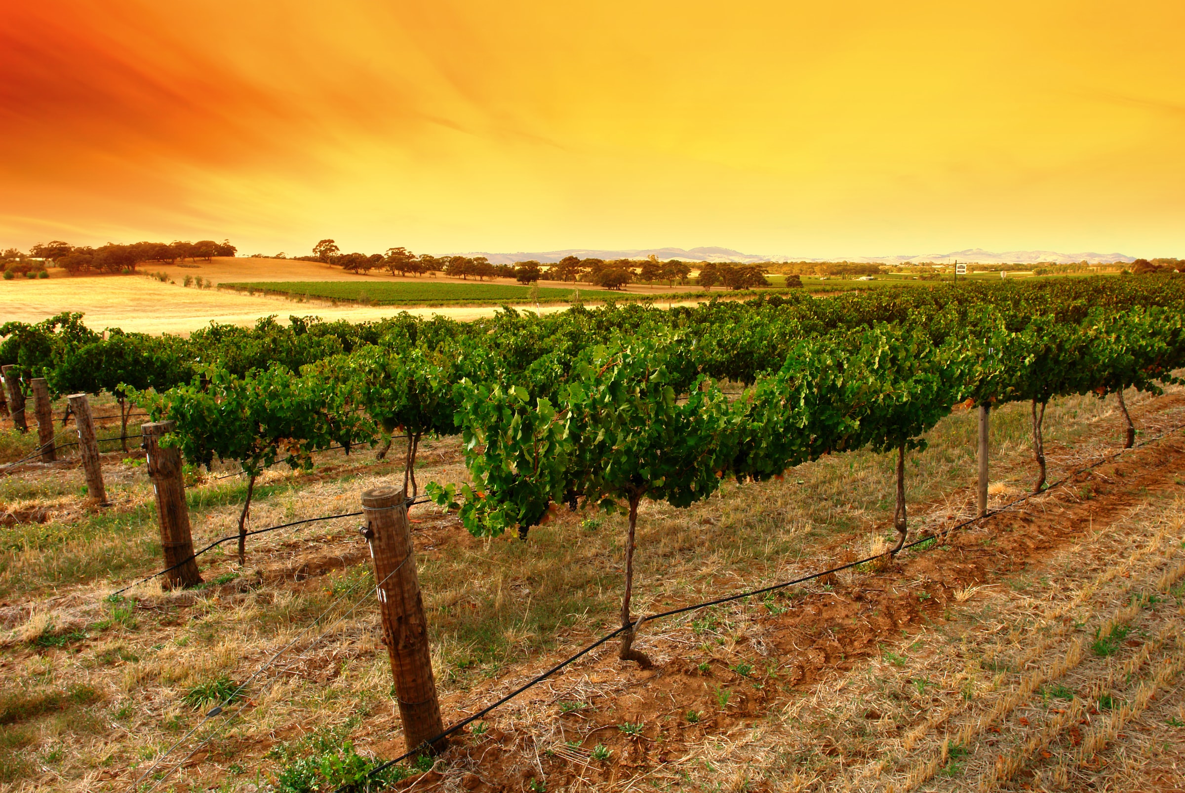 Papermoon Fototapete »Sunrise Vineyard« glatt günstig online kaufen