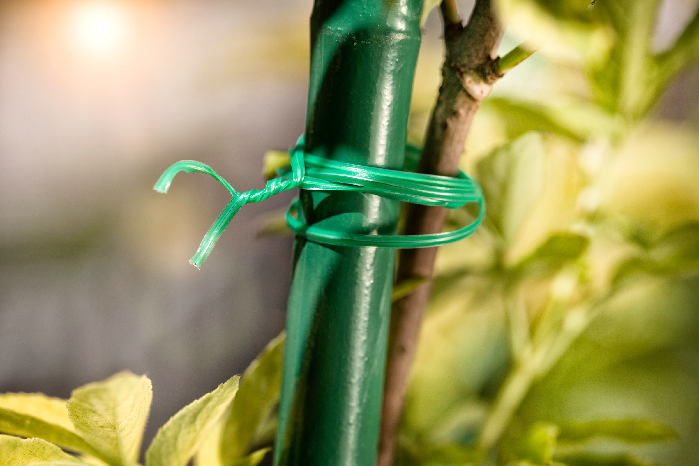 Windhager Pflanzschnur »Bindedraht für Pflanzen mit Abschneidevorrichtung« 1 Stk. tlg. Gartendraht Ø 0,65 mm x 100 m, Wickeldraht verzinkt, grün