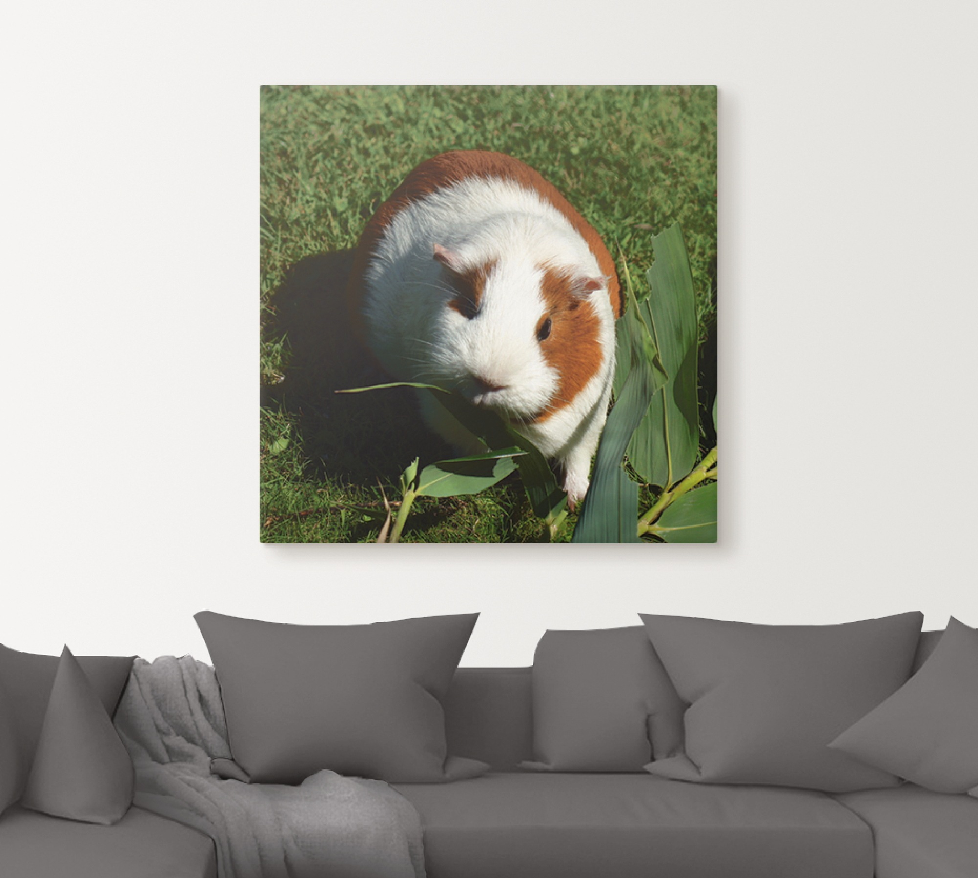Artland Wandbild »Orange weißes Meerschweinchen«, Haustiere, (1 St.), als Alubild, Outdoorbild, Leinwandbild in verschied. Größen