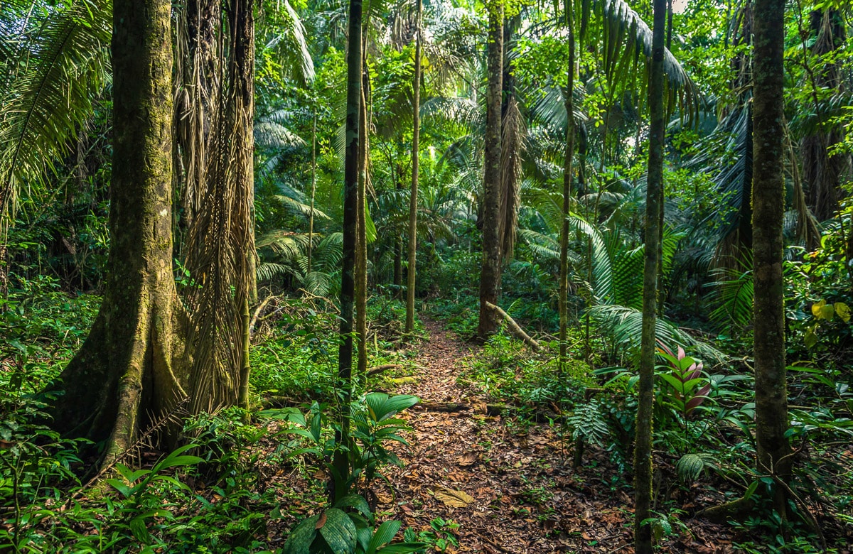 Papermoon Fototapete »REGEN-WALD-AMAZONAS PERU MANO PARK WEG BÄUME SYDAMERI günstig online kaufen