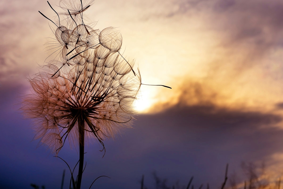 Papermoon Fototapete »Pusteblume« günstig online kaufen