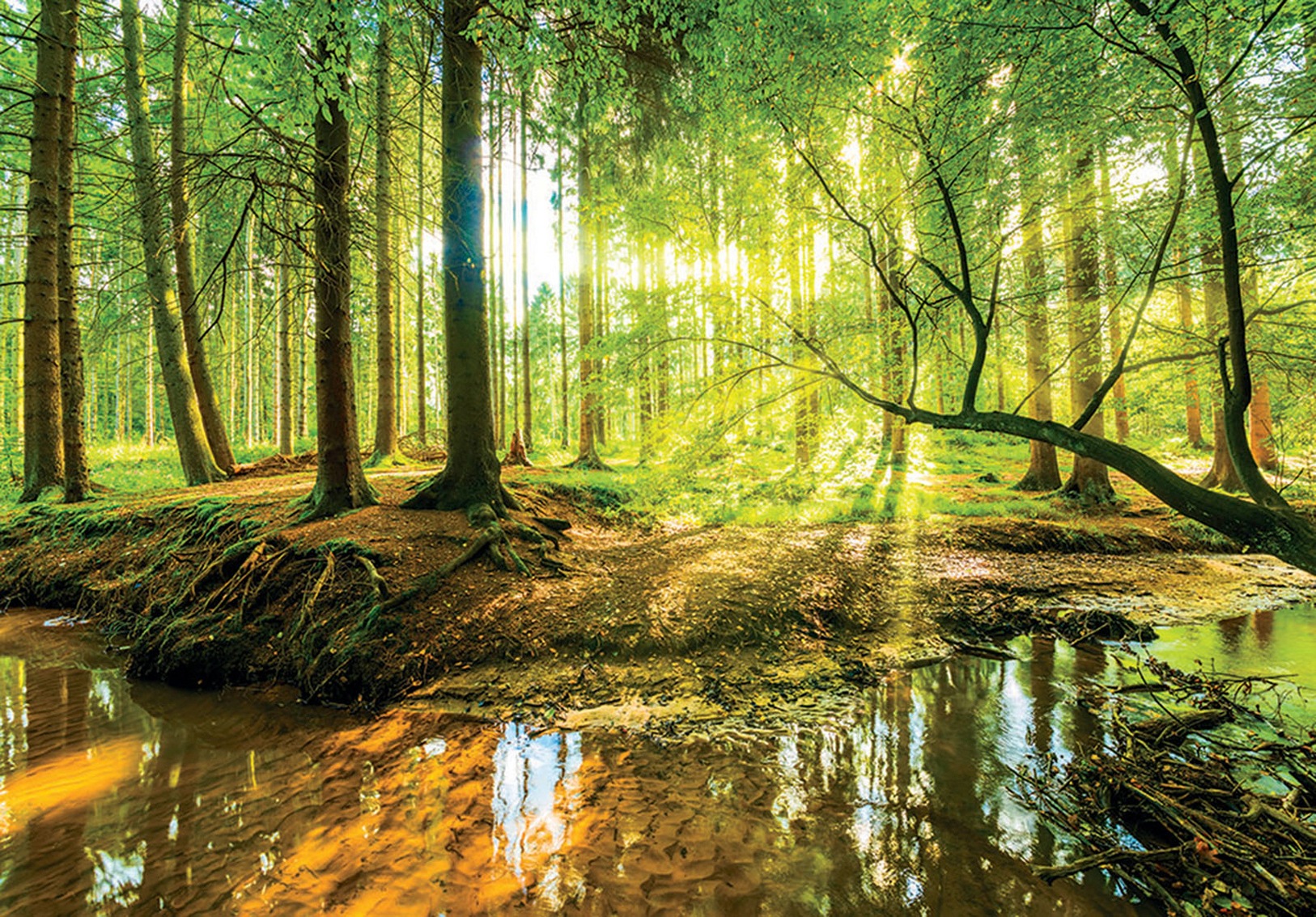 Consalnet Vliestapete »SONNIGER WALD«, grafisch, natur, fototapete für Wohnzimmer oder... kaufen