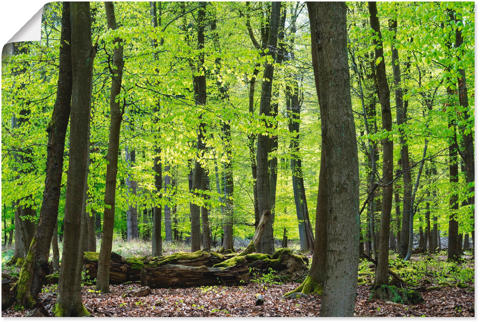 Artland Wandbild »Laubwald im Frühjahr«, Wald, (1 St.), als Alubild,  Leinwandbild, Wandaufkleber oder Poster in versch. Größen online bestellen