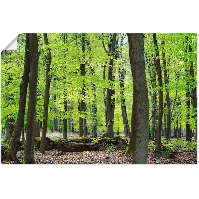 Artland Wandbild »Laubwald im Frühjahr«, Wald, (1 St.), als Alubild,  Leinwandbild, Wandaufkleber oder Poster in versch. Größen online bestellen