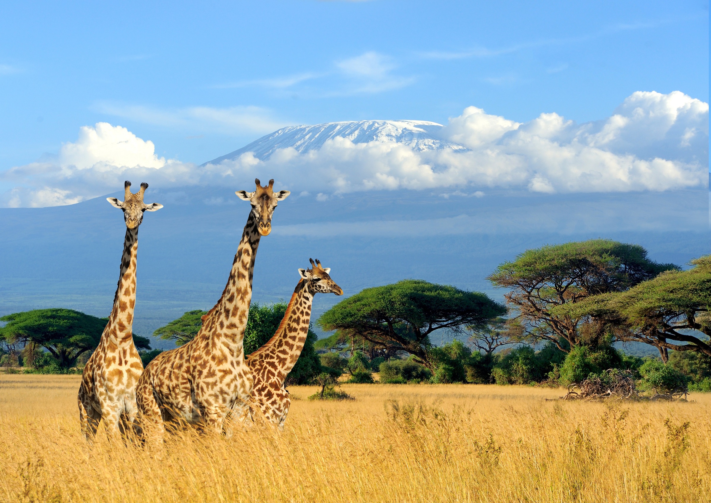 Papermoon Fototapete »Giraffes at Kilimanjaro«