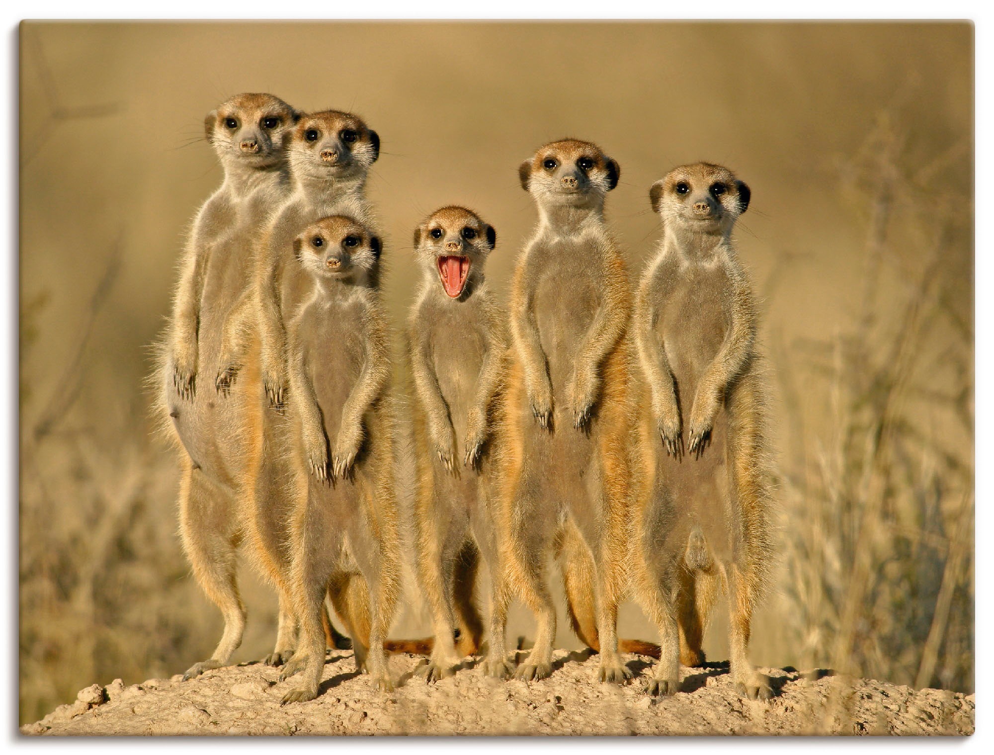 Artland Wandbild »Erdmännchen Familie«, Wildtiere, (1 St.), als Alubild, Ou günstig online kaufen