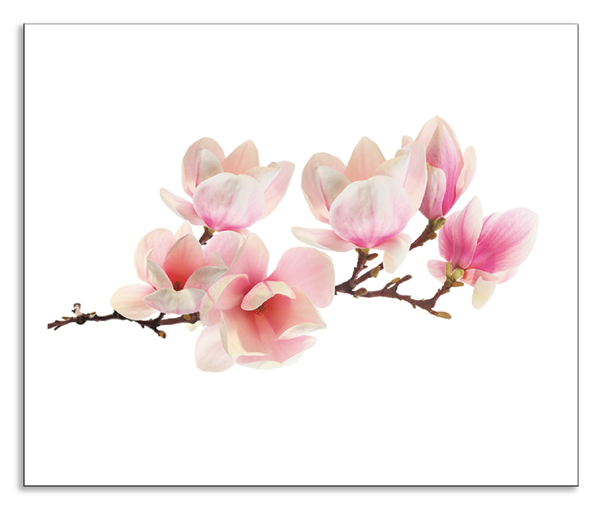 Artland Küchenrückwand »Magnolie«, (1 tlg.), Klebeband, Aluminium kaufen