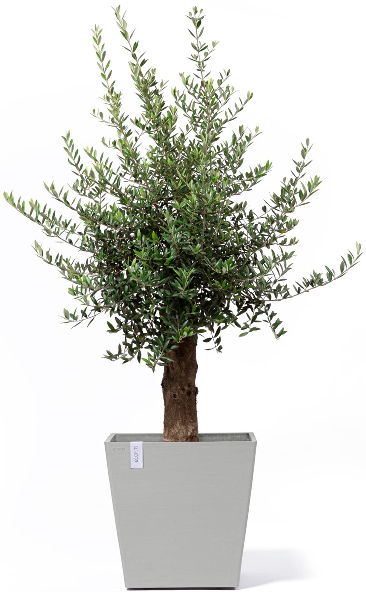 ECOPOTS Blumentopf »Rotterdam mit Rollen 50 Weißgrau«, für innen und außen: frostsicher, bruchsicher und lichtbeständig