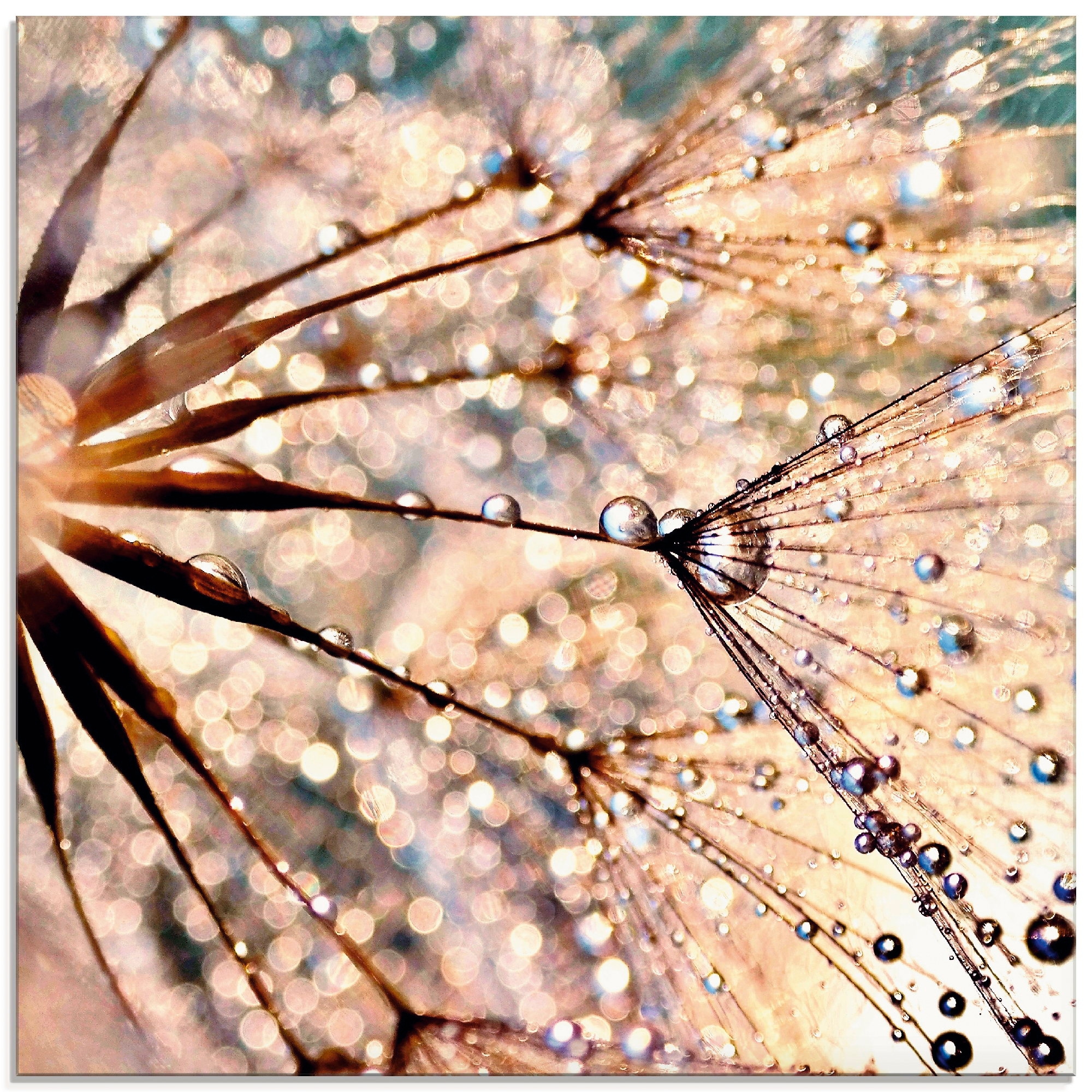 Artland Glasbild »Pusteblume - Kisses from rain«, Blumen, (1 St.), in versc günstig online kaufen