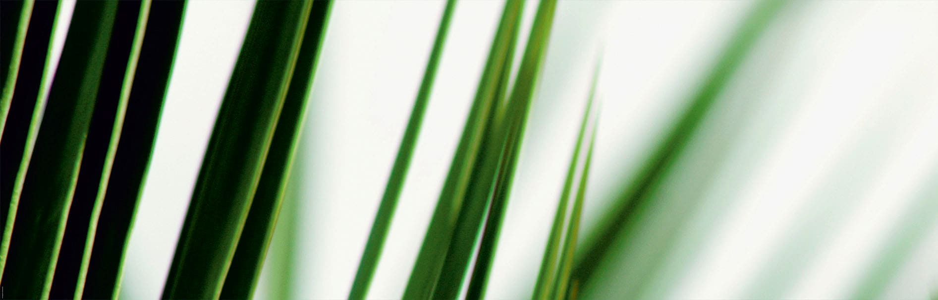 EXPRESS KÜCHEN Küchenrückwand »Gräser« grün/weiß