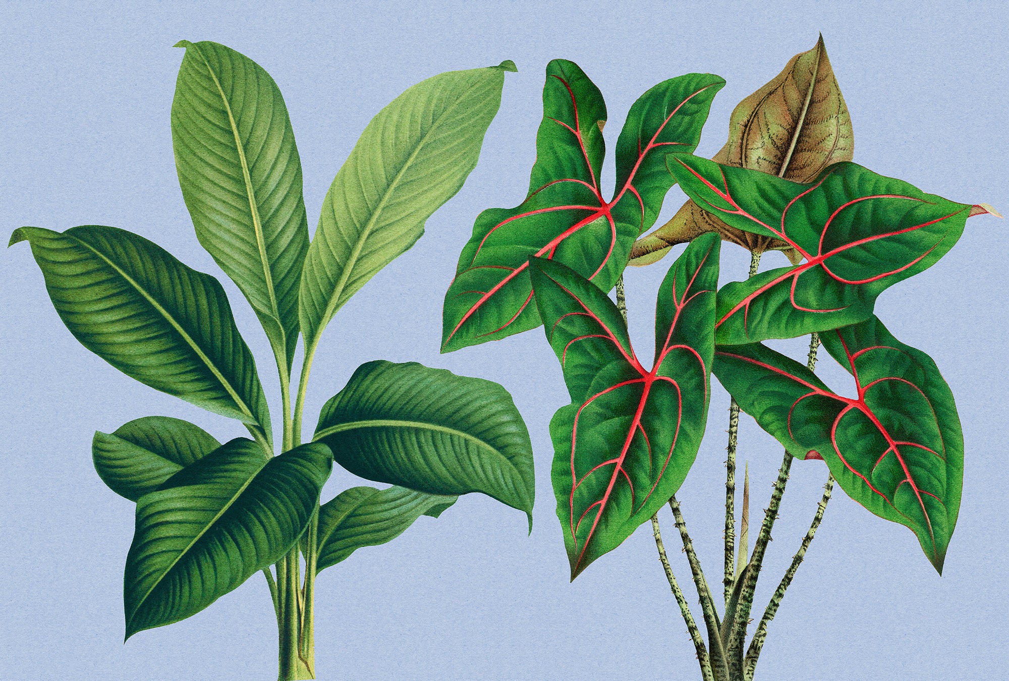 living walls Fototapete »Walls by Patel Leaf Garden« glatt Vlies, Wand günstig online kaufen