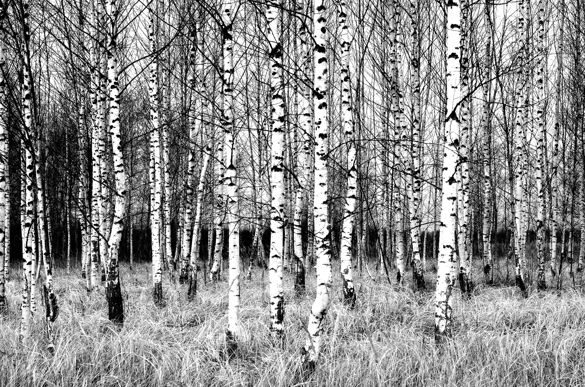 Papermoon Fototapete »Birkenwald Schwarz & Weiß« günstig online kaufen