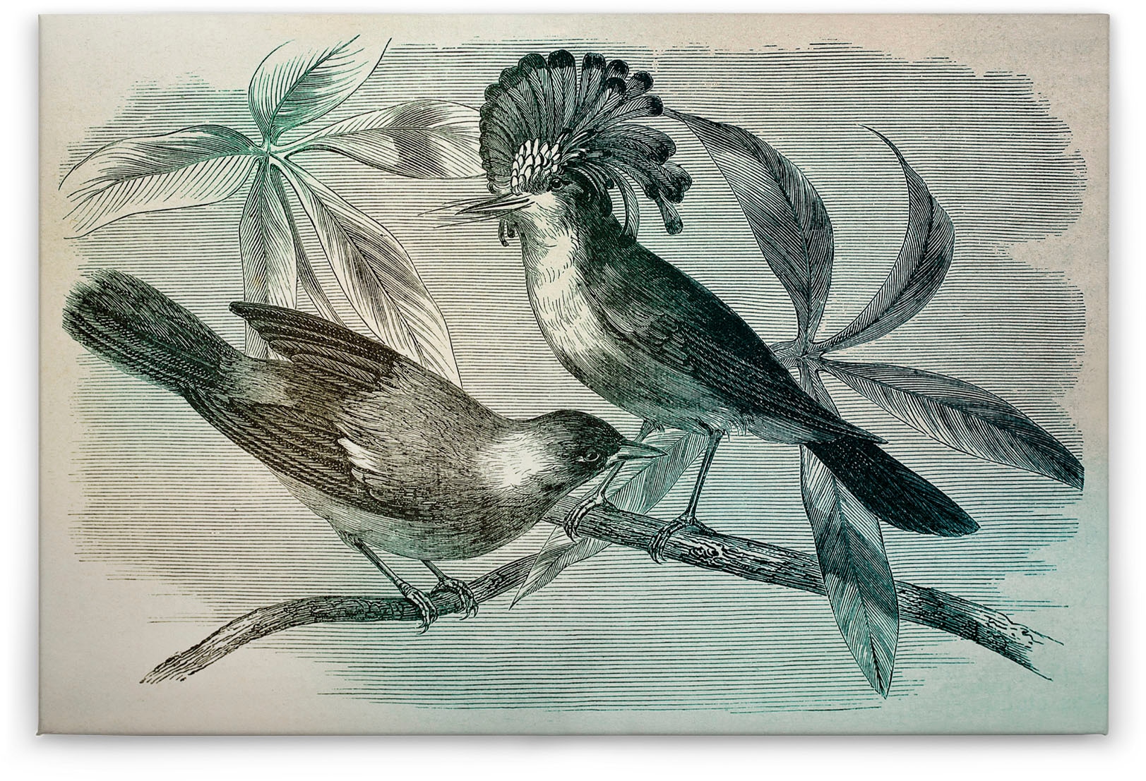 A.S. Création Leinwandbild »vintage birds«, Kunst-Gemälde-Kinder, (1 St.), Vogel Keilrahmen Bild Leinwand-Bild Wohnzimmer modern Wandbild Kinder