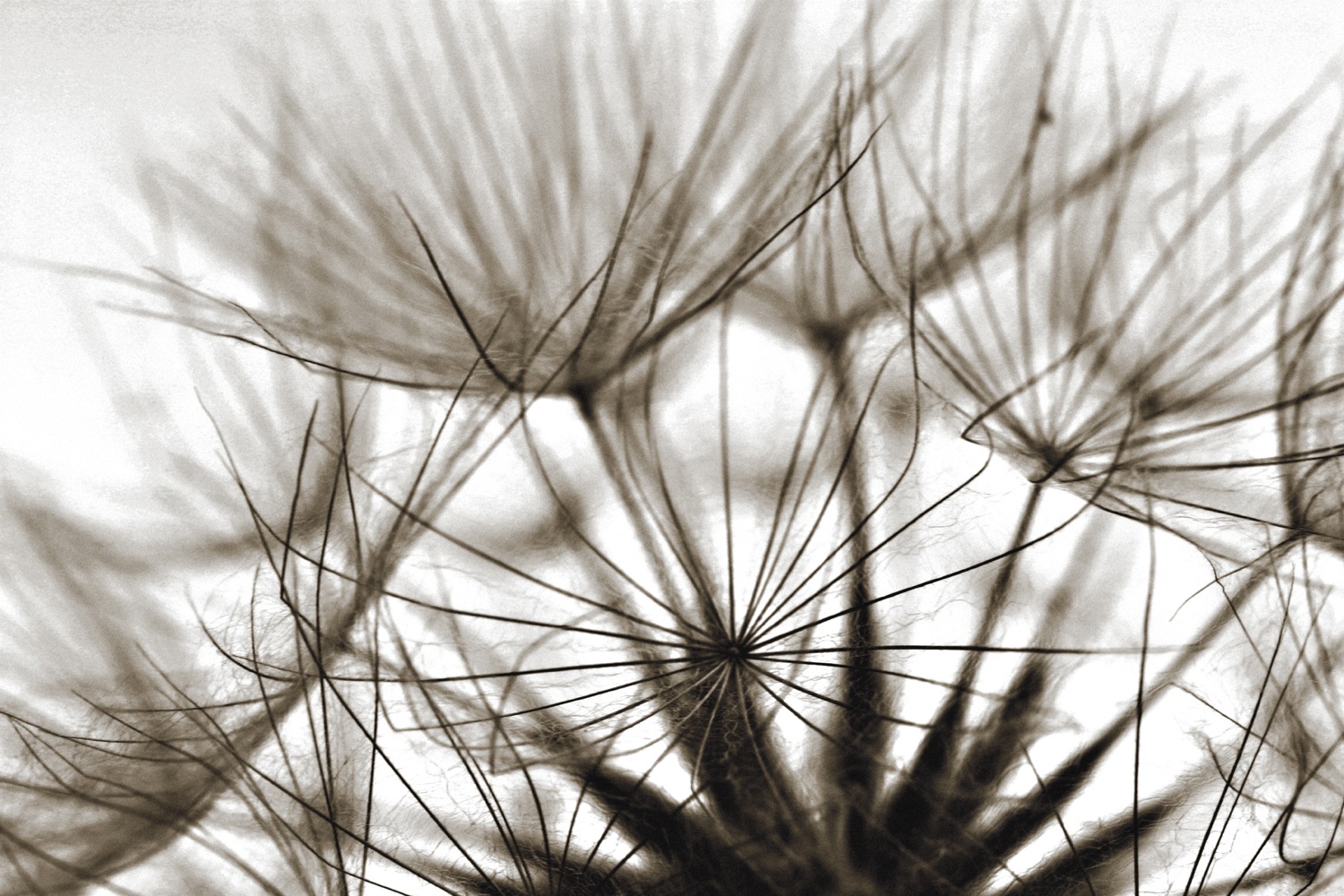 queence Wandsticker »Blume« Selbstklebend, kinderleichte Anbringung