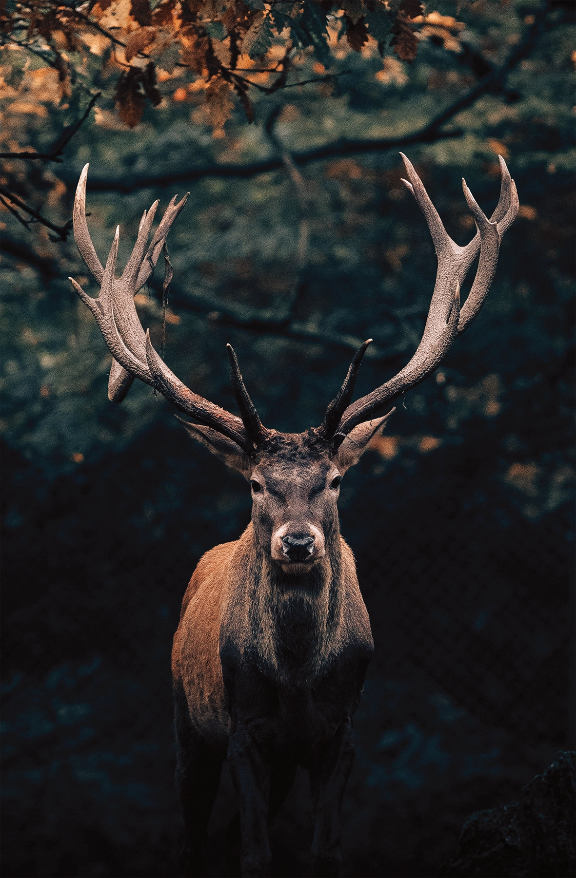 (1 Bönninghoff auf Leinwandbild, 118x78 BxH: cm Raten St.), kaufen Hirsch,