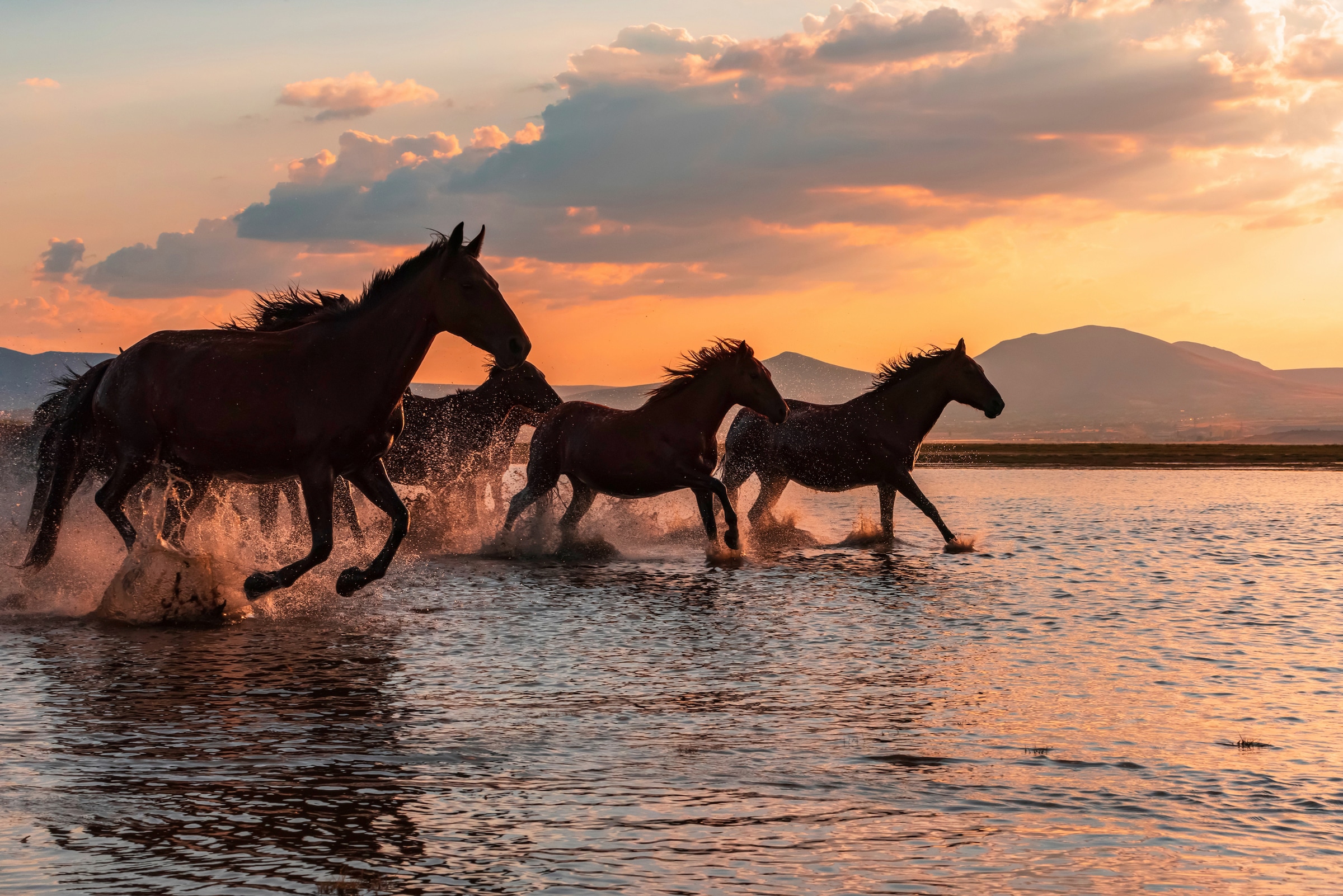 Papermoon Fototapete »Photo-Art BARKAN TEKDOGAN, WASSERPFERDE« günstig online kaufen