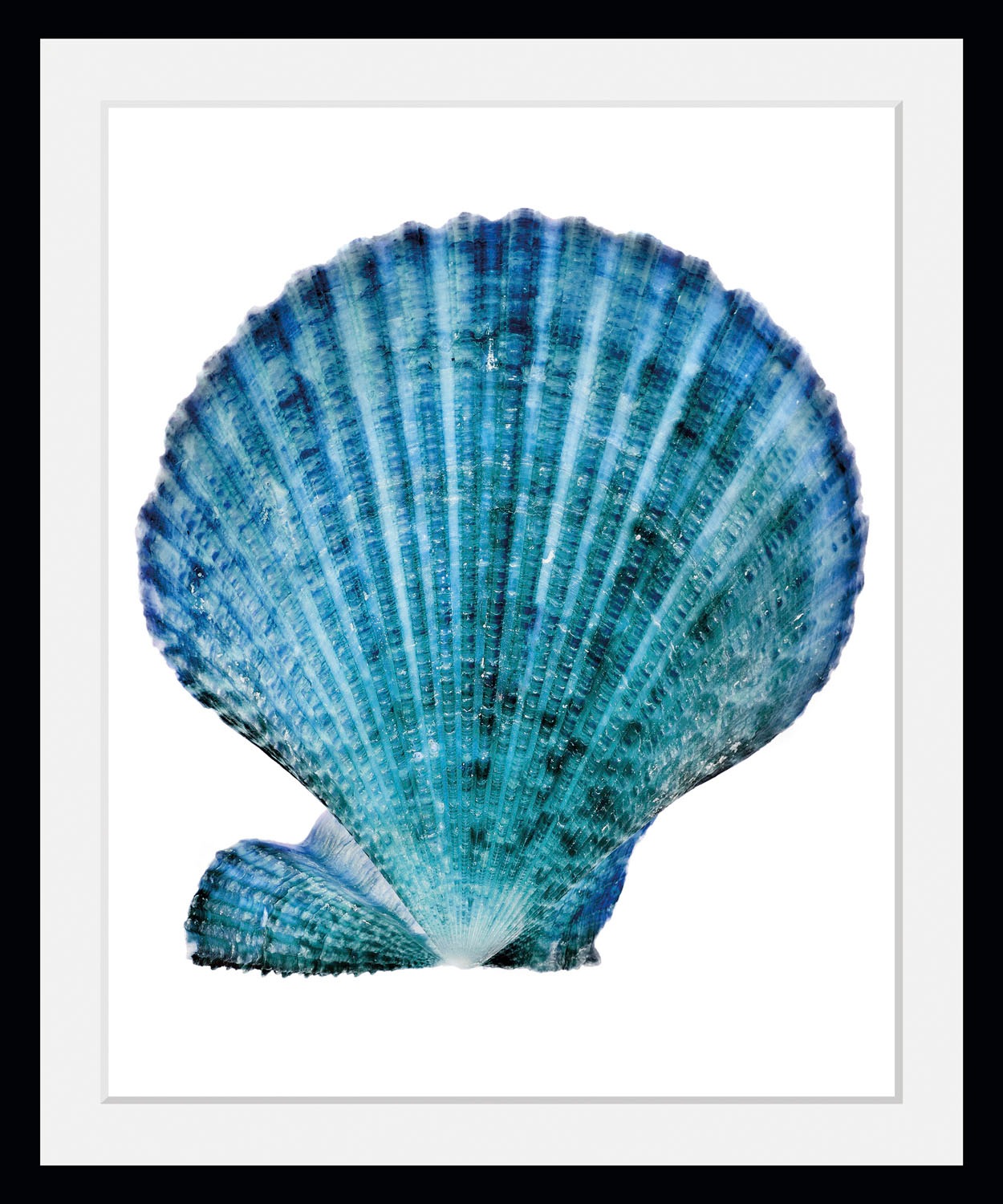 queence Bild »Kain«, Meer-Wassertiere-Kunst-Foto, (1 St.), HD Premium Poste günstig online kaufen