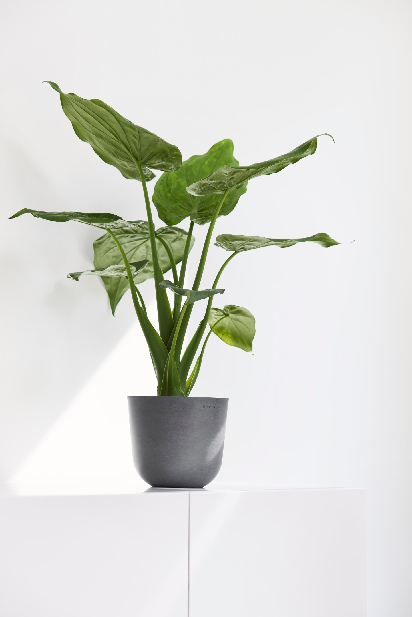 ECOPOTS Blumentopf »Oslo Mini 16 Grau« für den Innenbereich