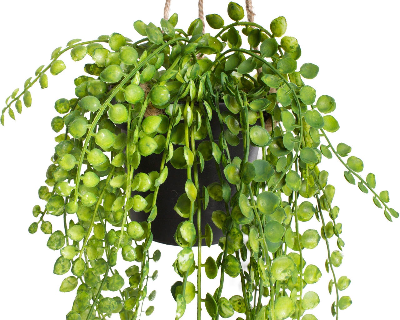 Botanic-Haus Künstliche Zimmerpflanze "Ficus-Pumila-Hängeampel" günstig online kaufen