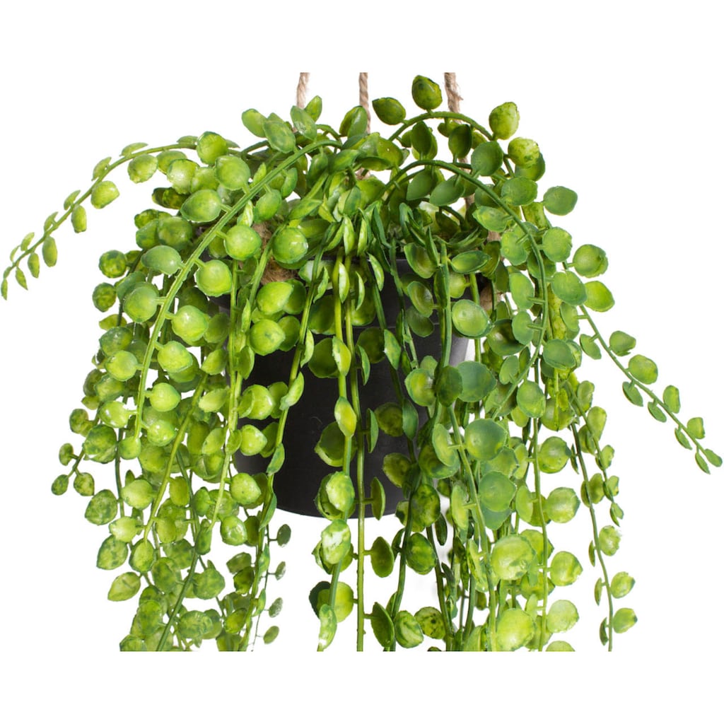Botanic-Haus Künstliche Zimmerpflanze »Ficus-Pumila-Hängeampel«
