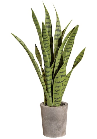 Creativ green Kunstpflanze »Sanseveria«, (1 St.), im Zementtopf kaufen