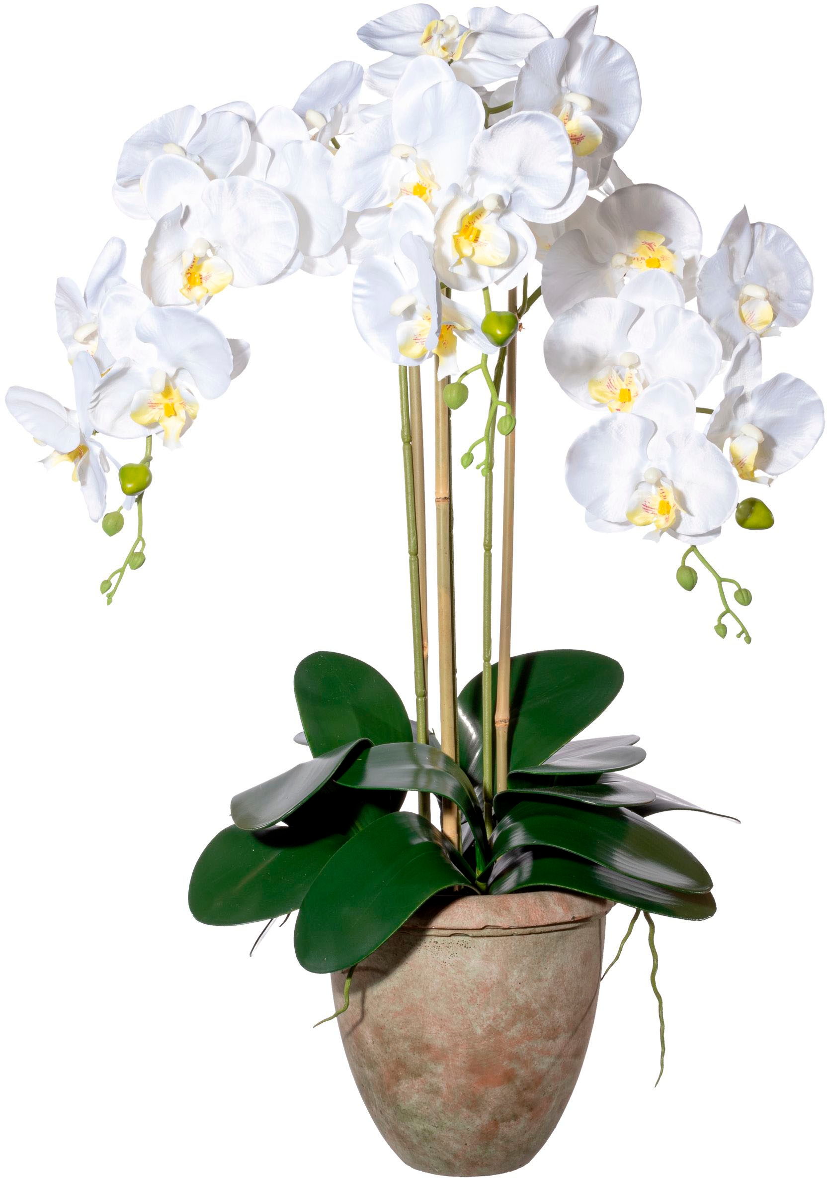 Creativ green Kunstorchidee »Orchidee Phalaenopsis«, mit traumhaft schönen günstig online kaufen