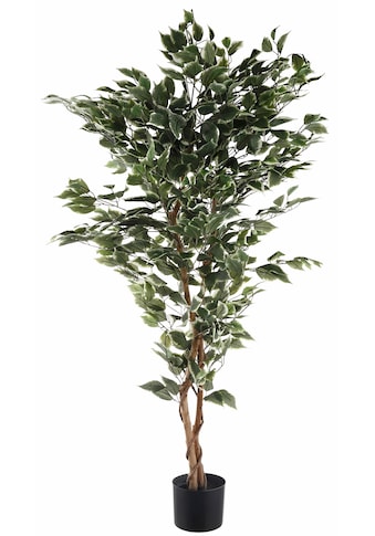 Kunstpflanze »Ficus Benjamini«