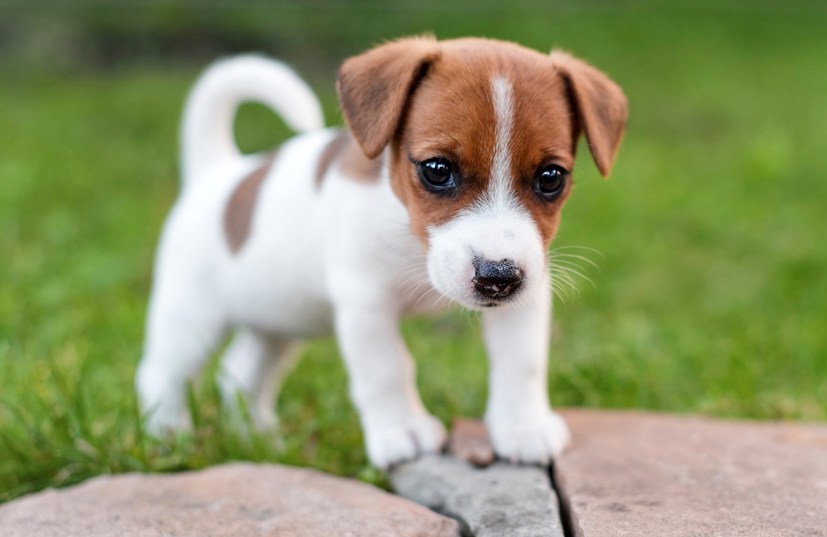 Papermoon Fototapete »JACK RUSSEL-WELPE TERRIER HUND WIESE PARK LANSSCHAFT«