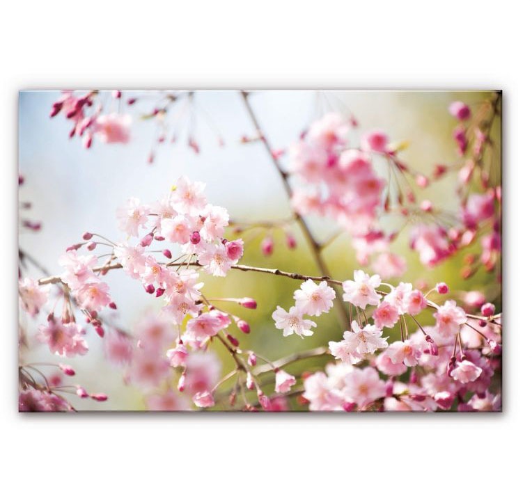 Wall-Art Küchenrückwand »Floral Spritzschutz Kirschblüten«, (1 tlg.) kaufen
