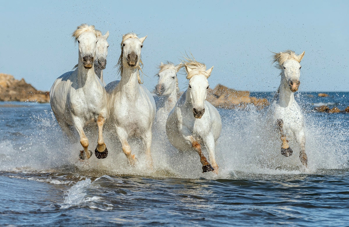 Papermoon Fototapete »PFERDE-CAMARGUE GALLOP STRAND MEER TIERE KÜSTE PROVEN günstig online kaufen