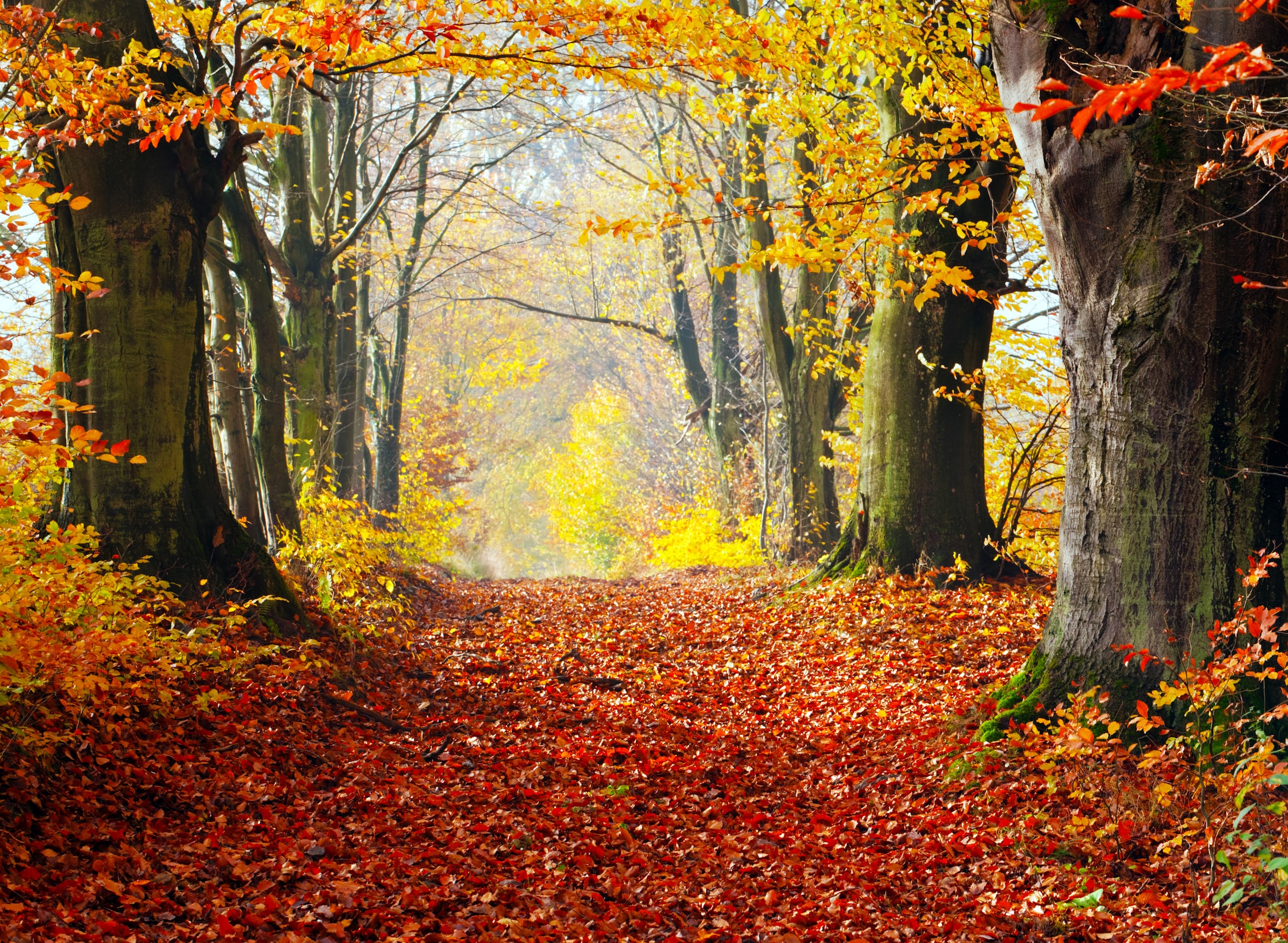 Papermoon Fototapete »Autumn Forest Path« glatt günstig online kaufen