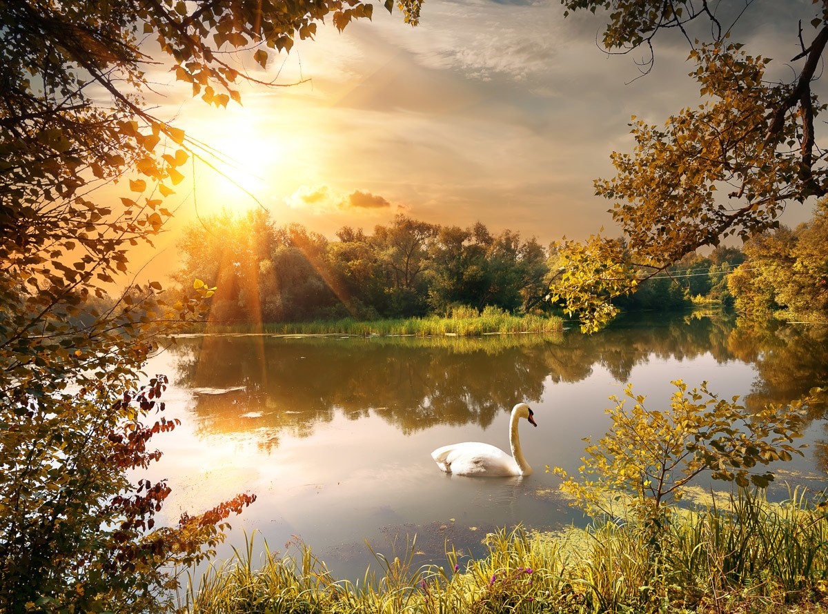 Papermoon Fototapete »Schwan am Teich« günstig online kaufen