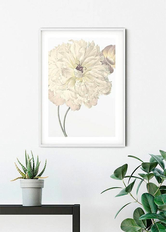 Komar Bild »Illustration Dahlia«, Blumen, (1 St.), Wandbild zur Dekoration - ohne Rahmen