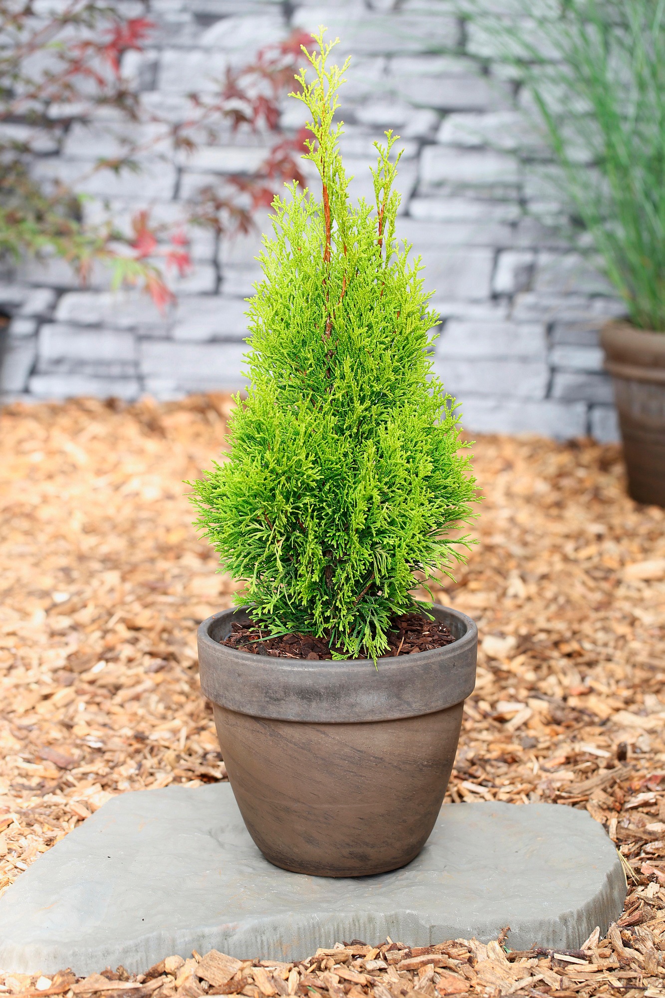 BCM Hecken »Lebensbaum 'Smaragd'«, (6 St.), Höhe: 15-20 cm, 6 Pflanzen kaufen