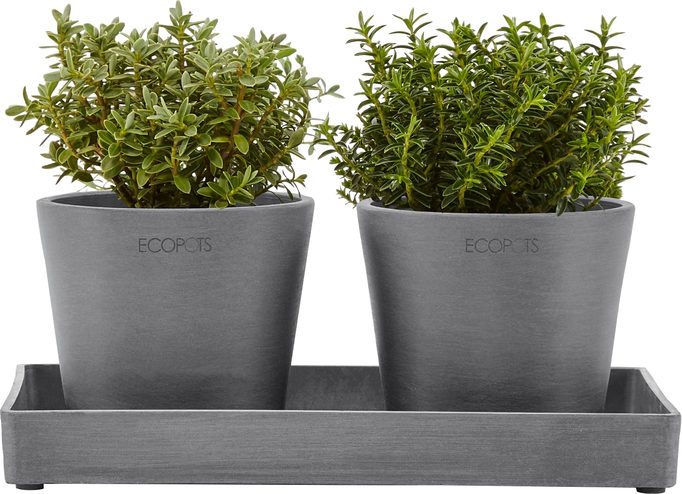 ECOPOTS Blumentopfuntersetzer »DISPLAY PLATTER«, für Ecopots Amsterdam, BxTxH: 15x15x2,5 cm