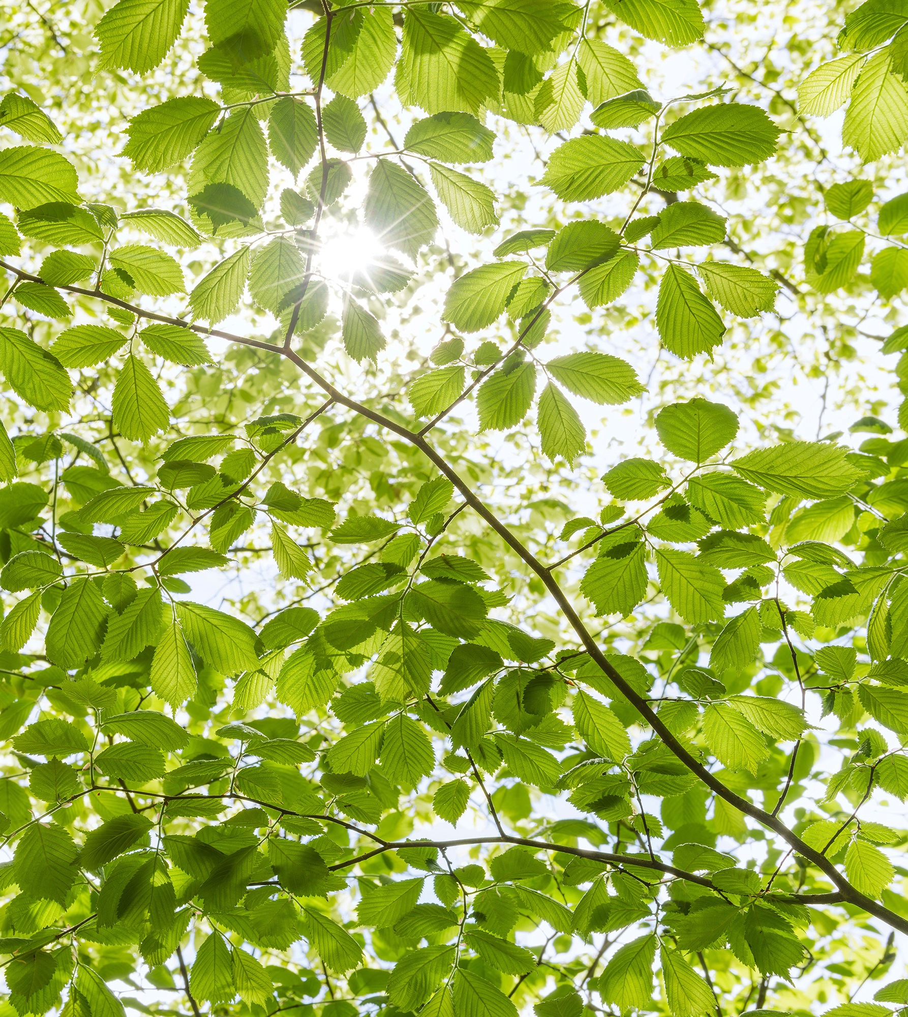 Vlies Fototapete Im Frühlingswald 250x280 cm günstig online kaufen