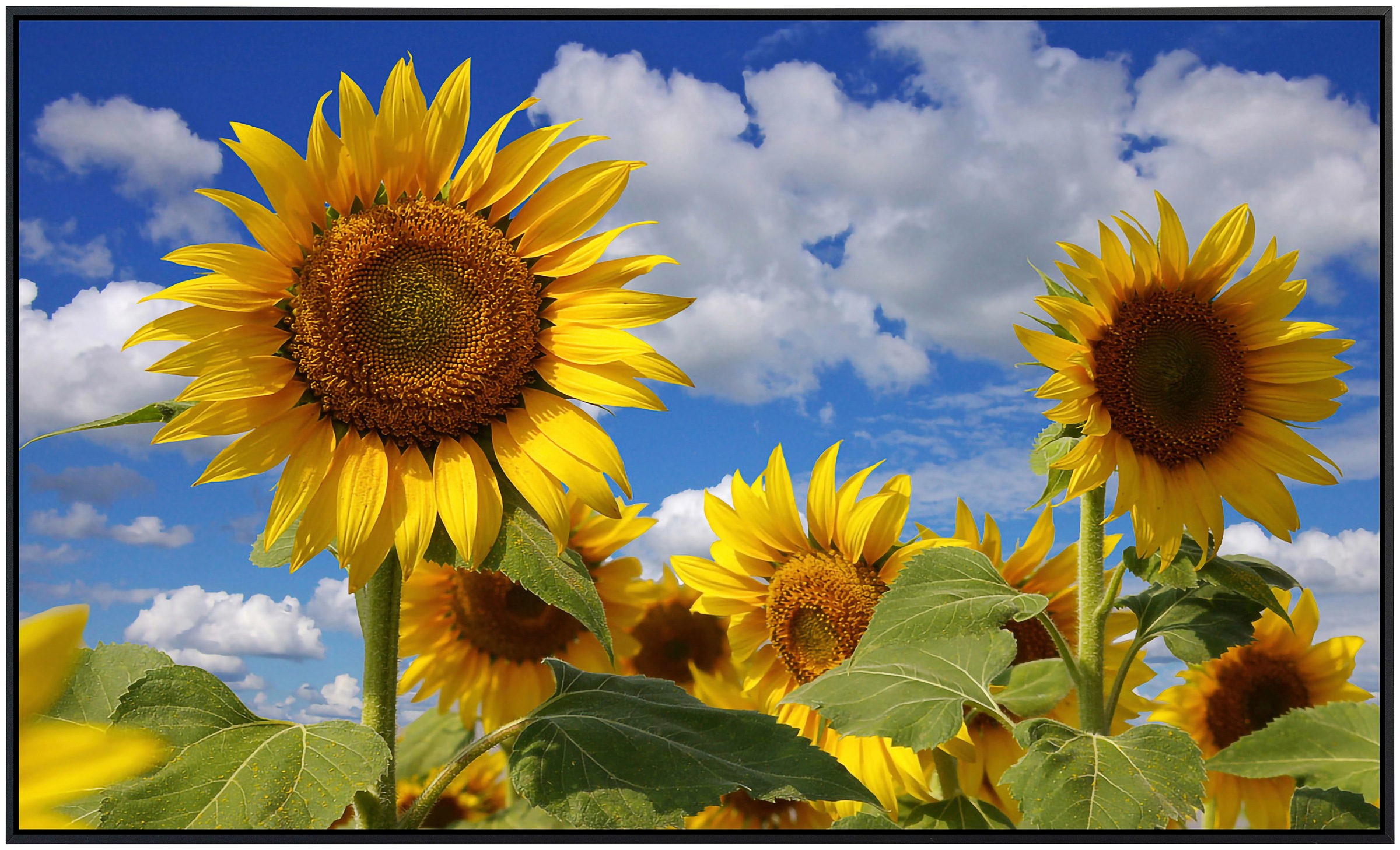 Papermoon Infrarotheizung »Sonnenblumen«, sehr angenehme Strahlungswärme