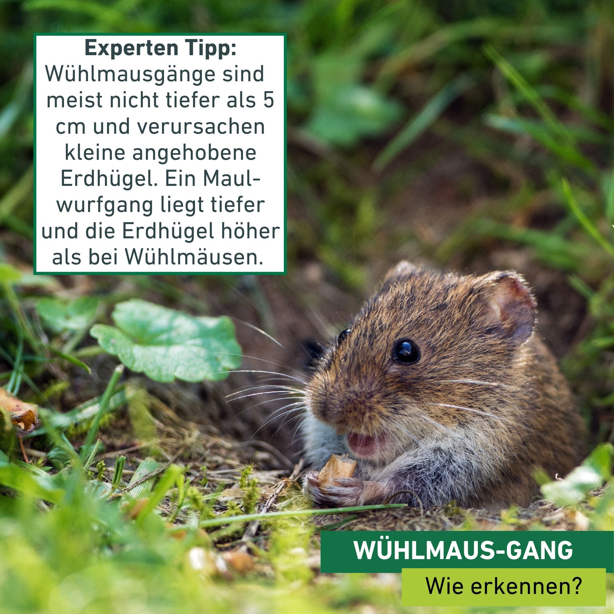 Windhager Schlagfalle »Röhren Wühlmausfalle wiederverwendbar« Lebendfalle tierfreundlich aus Kunststoff, schwarz