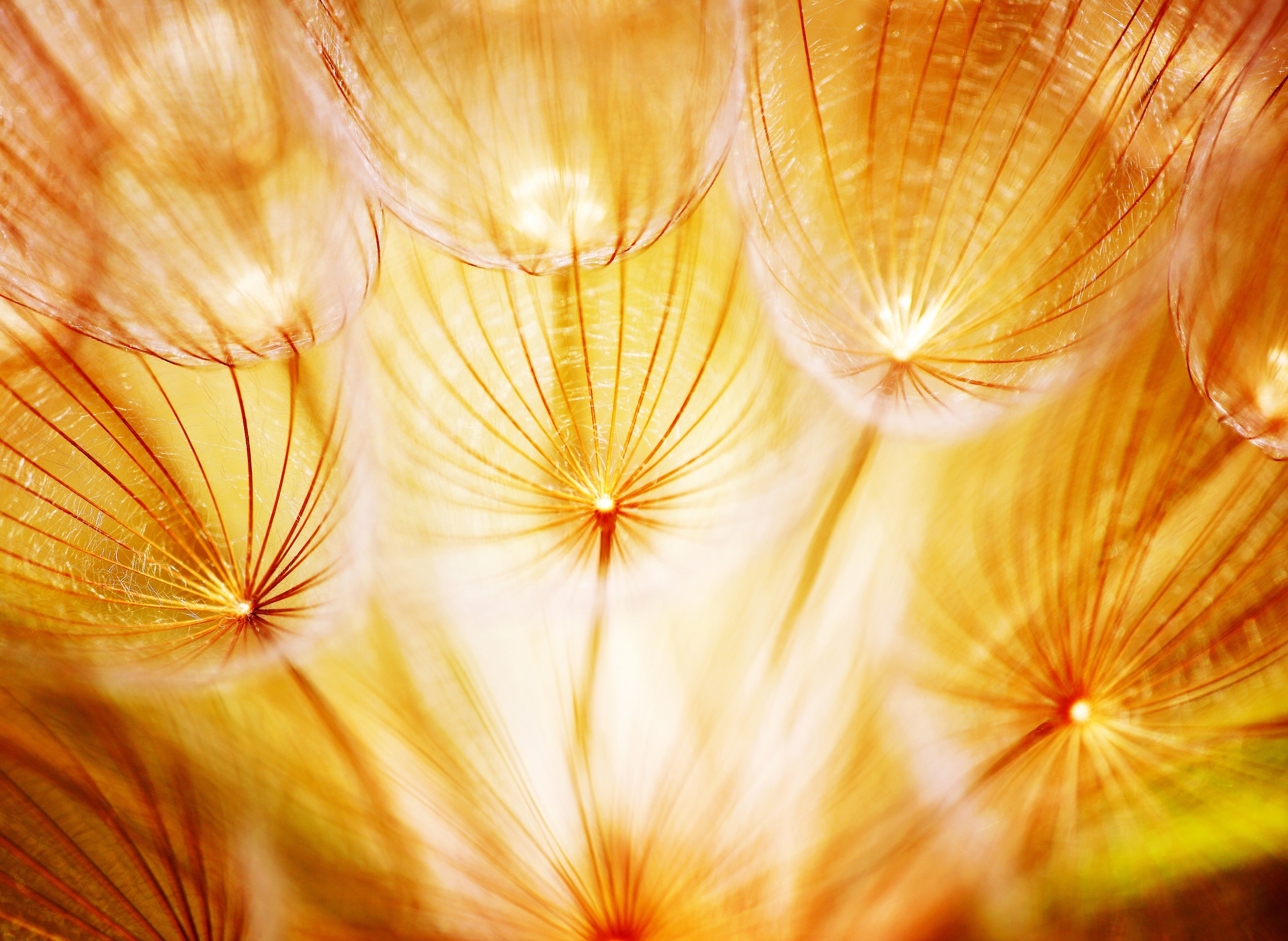 Papermoon Fototapete »Soft Dandelion Flowers« glatt günstig online kaufen