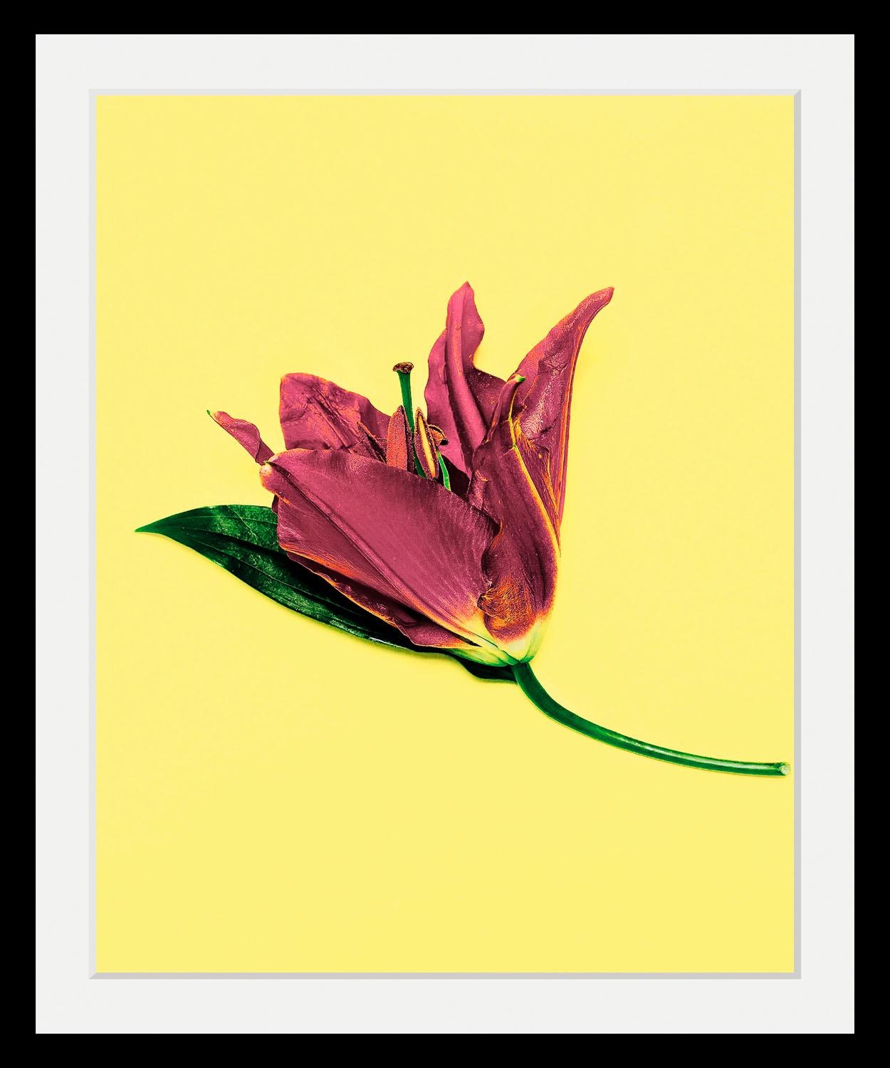 queence Bild »Blume«, Blumen-Blumenbilder-Pflanzen-Kunst, HD Premium Poster günstig online kaufen