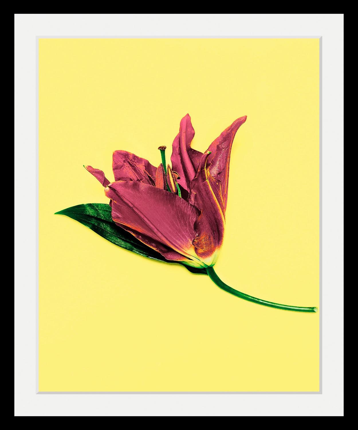 queence Bild »Blume« Blumenbilder   Kunst   Pflanzen HD Premium Poster-Druc günstig online kaufen