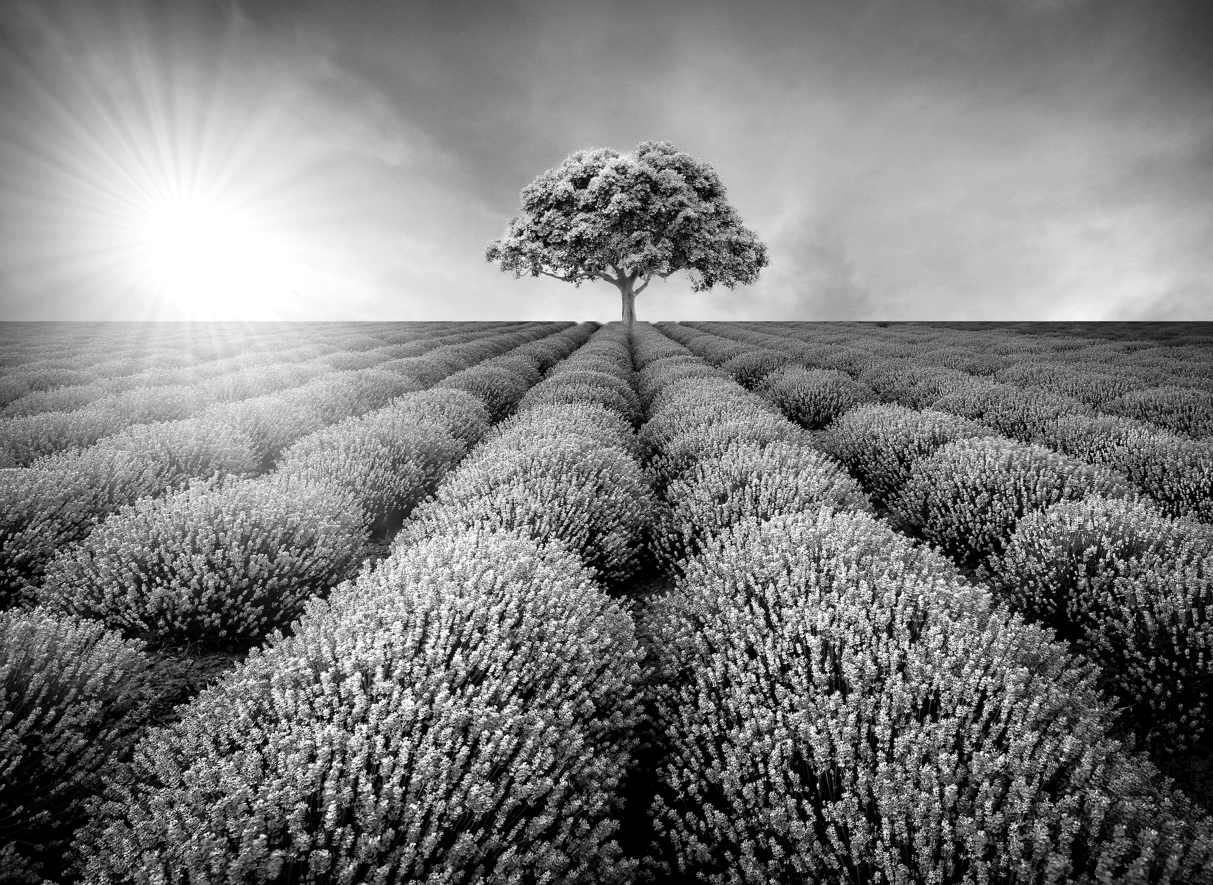 Papermoon Fototapete »Baum im Feld Schwarz & Weiß« günstig online kaufen