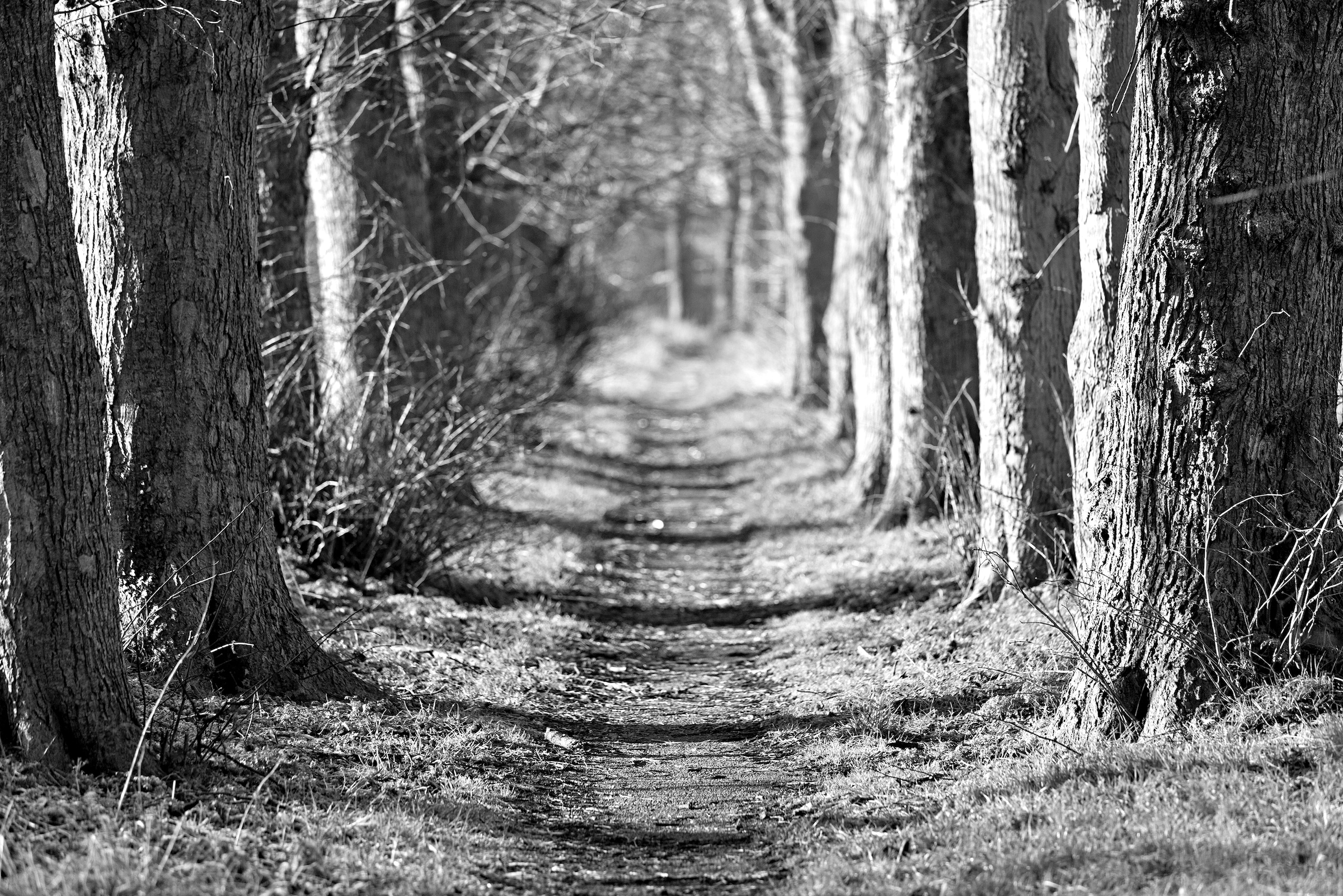 Papermoon Fototapete »Waldweg Schwarz & Weiß« günstig online kaufen