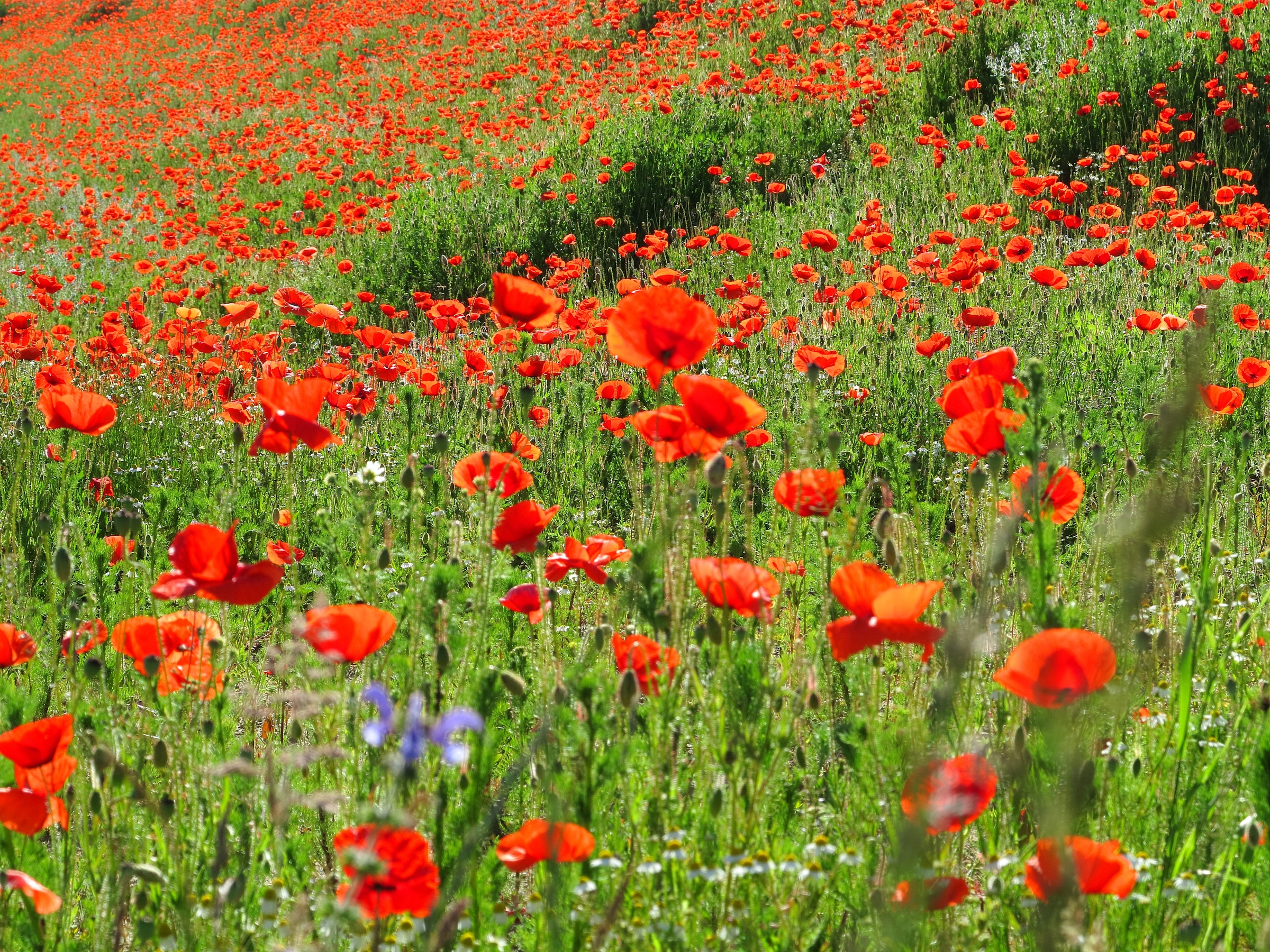 Papermoon Fototapete »Red Poppa Field« günstig online kaufen