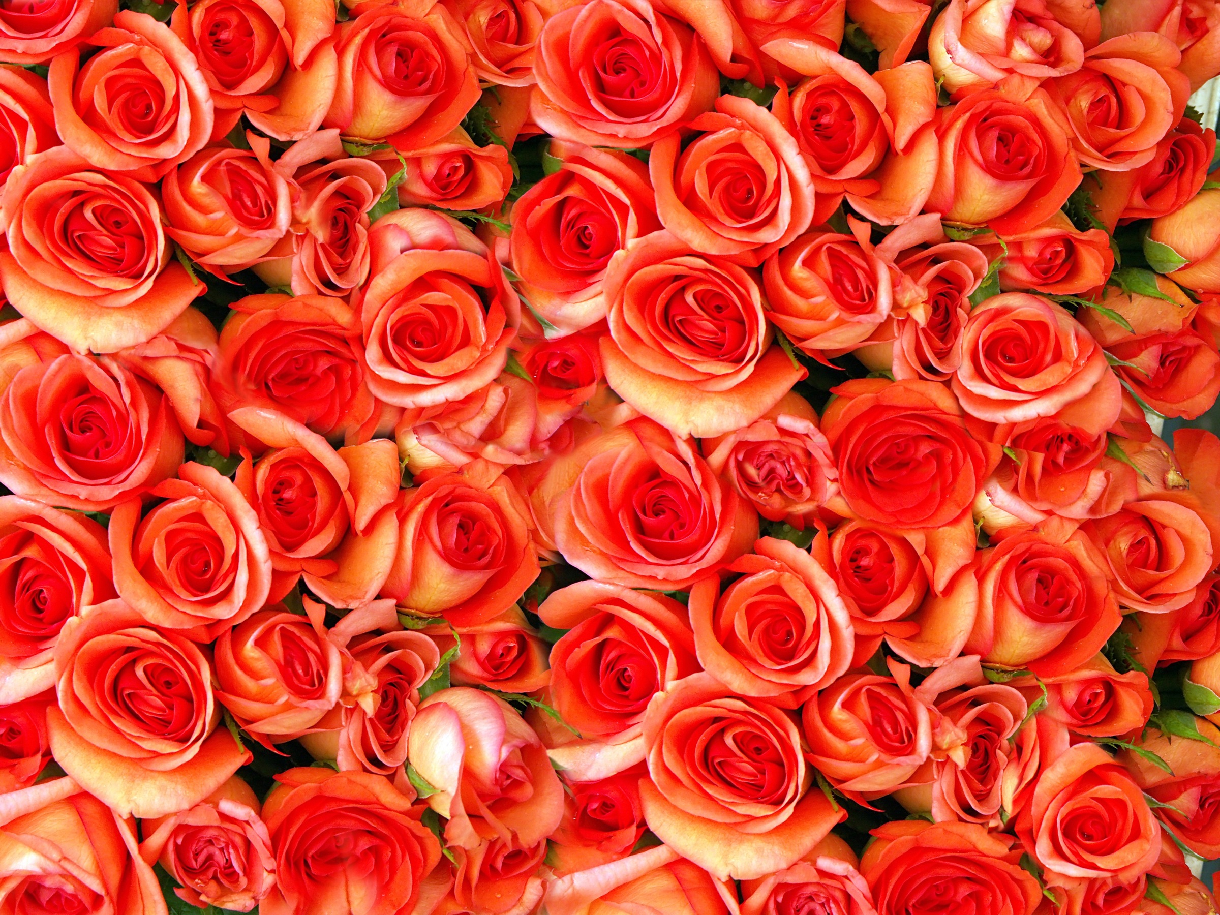 Papermoon Fototapete »Orange Roses« glatt günstig online kaufen